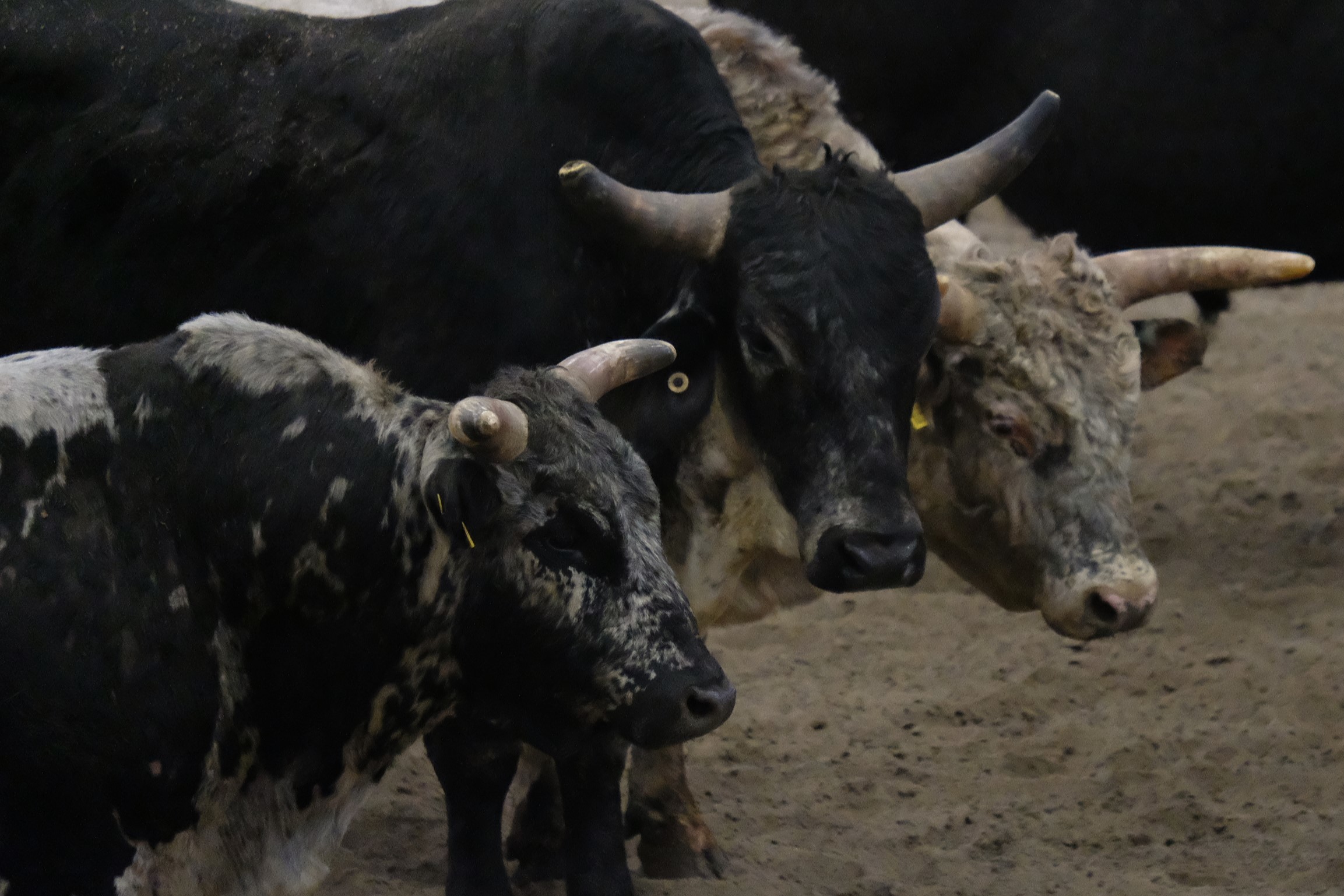 Bullmania vivre l'expérience au cœur de la danse Le Courrier Sud
